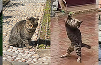 ��԰������ɥ��è����N�����������鲻�û�Ϯ����