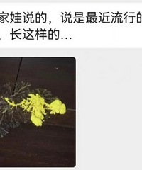 小学生开始流行养黏菌当宠物
