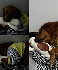 С��ë˯������Ҫ����ߣ����߾�����