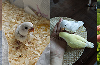 2ֻ��4���µ��񱦱��������Ų��ҷ��������ͻ���