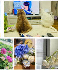 81年养猫的双鱼座小姐姐征婚,爱好运动和运动