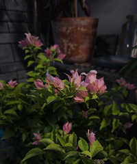 ��ȫ���簲������Ҷ��ѩ����÷�������»���������