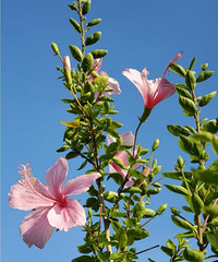 ��̨������õ�ľ�Ȼ���ժ��������Ȼ�м���ζ