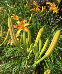 �ܳ����̲��Ļƻ��ˣ�39����һ����������ܰ���