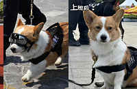 ��С���ϰ�Ҳ���а�ζ����Ȯ�����ϰ�����඼����