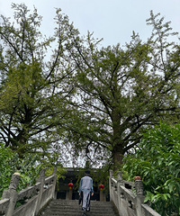 铜梁巴岳山慧光寺了解一下,银杏太美了