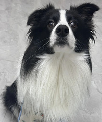 �°�ؼң�����һ������Ϊ��С͵��ֱ�������˹���