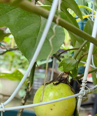 ��˵��ѩ�������Ǻܹ󣬸Ͻ��Լ����ְ�������