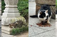 ��Խǧ����Ͼ���Т�����ϼ��ι����è