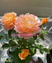 ����ʮ���軨��������֭��̨����ÿ�