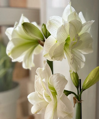 ɹɹ�Ҽҵ������������׺�9.9��ä���춥��