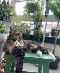 �ֻ�����è��õ���̨��Ҳ��è���С��԰