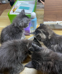 ��è���������ɣ�ÿ��Ҫ��8����è���������ܿ���