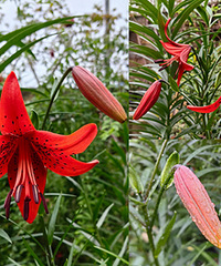 �����޵Ļ�Ƥ��ٺϣ���ͷ���ߵ�ȴʮ��ҫ��