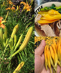 黄花菜能吃还能滋补,炖汤吃很巴适