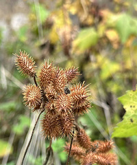 ����С������ˡ��Ĺ��ӣ���ÿ��Ů��Сʱ���ج��