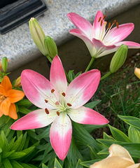 ��3�����µİٺ�½�����ˣ�ÿ�춼���ھ���������