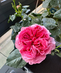 ��һ������¼���ɰ����˿ӣ����̫�󣬼�ֱ��ƭ