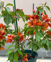 ���껨������÷����ô����ѽ��Ҫ�ᵽ������