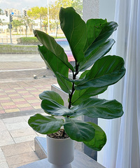 ��ſ�70cm�ߵ���Ҷ�ţ������Ժò�39.9