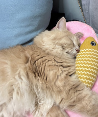 ÿ���ϰ൱ţ�����°໹Ҫ��è��ҡҡ�κ���˯��