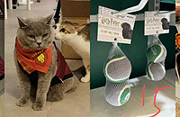 ������Ʒ��������չ�ú���è�·��ͳ������15