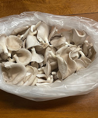 �Լ������ӻ����ԣ��������鷳���������