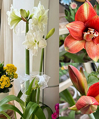 ɹɹ�����������׺�9.9��ä�к���