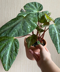 ���˼�ʮ���ﺣ�ľ��飺ֻ�����״̬ҶƬ��ֲ��