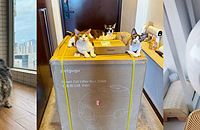 һ����ȫ�Զ�è��Ͱ����Ȼ���������������