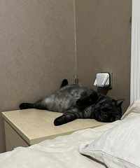 ��ѬɫСè����Ի�˯�ˣ���ʱ��ض��ڷ���Ƥ