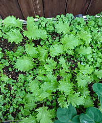 ������ɶ�ӳ���ô������ר���㶹��