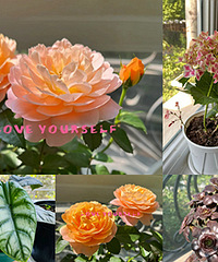 ����ʮ���軨������֭��̨��ÿ�