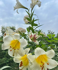 ����������9���ٺ���ȫ��Ҷ�գ����ֳɹ�����