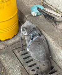 [�Ƽ�]�ռҳ������������ŵ�һ�����˹�ûë�������ﻹ��С�ɰ�