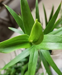 ���ټҵİٺ�6����һ�벻��ѿ���ͷ���˵�Ҳ�����