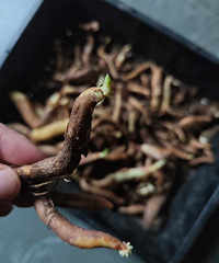 ɶ�Ӷ���������ٺϻ�û��������Լ���ѿ��