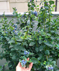 Ϊ��������ݮ���ɣ���28Ԫ��ǰһ����������