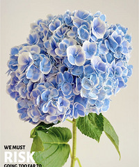 ��һ��������ϵ����39Ԫ3֦���ȸ����һ��