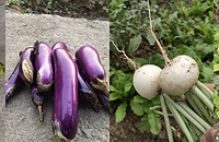 ��¶���ֵ��ܲ���Ҷ�Ӳ��ܳ��ˣ��ֲ�Ҳ��һ��ѧ��