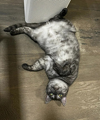 ��������ѬСè���Ի�˯��