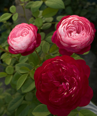 һЩճƬԼֵ¼ʳ֯ǵ˵ľ