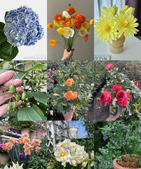 ������Щ���ÿ��ֺ�������ˮ��13��õ������15