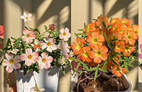 ��ԶΪ�����ݾٴ��죬11���ǹ����������Ŀ����