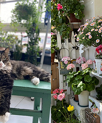 �ֻ�����è��õ���̨��è��Ӳ�����