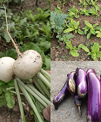 ��¶���ֵ��ܲ���Ҷ�Ӳˣ����Գ���