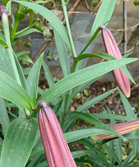 ̰����3.9�������۷�²�ٺ��򣬻�������һ����