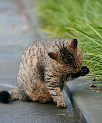 ڼҿ˺ܶӰӡǡ֮Ρ