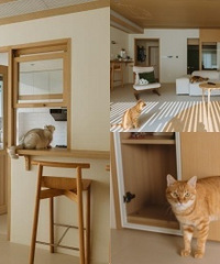 三猫两人一狗的原木家,谁住谁舒服