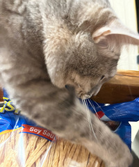 �����ˣ�������˿��ʳ���ûؼ�è���ˡ���